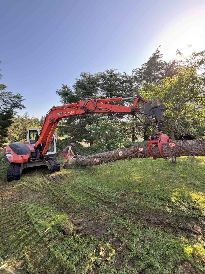 Abattage d'arbre Montluçon