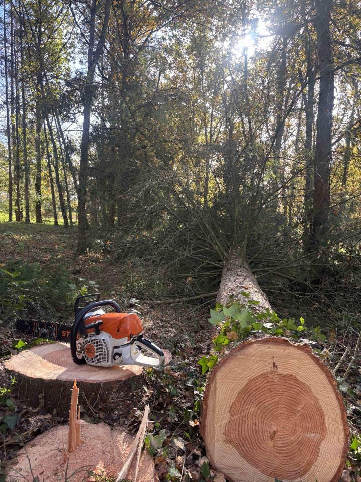 Suppression d’arbres dangereux