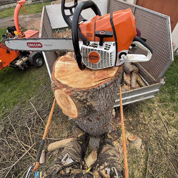 Démontage d'arbre Montluçon