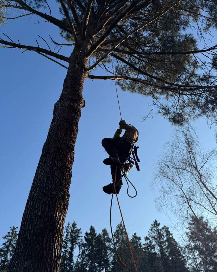 Élagage professionnel Montluçon