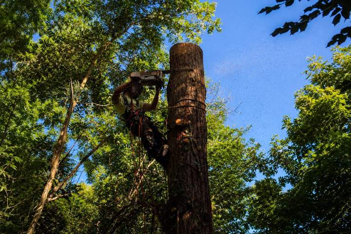 Abattage d'arbres Montluçon