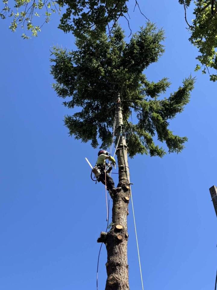 Taille et entretien d’arbres