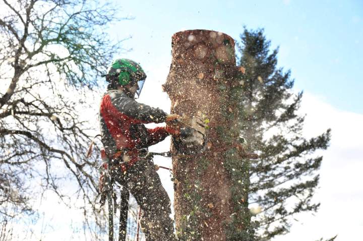 Évaluation arbre dangereux Domérat